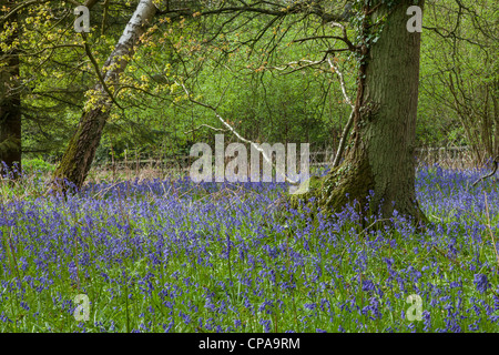 Bluebells (Hyacinthoides non scripta) in un bosco in Surrey, Inghilterra. Foto Stock