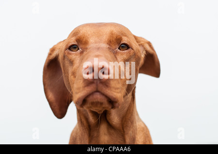 Un primo piano colpo di staring Vizsla ungherese cane con un orecchio al vento e un cielo grigio in background Foto Stock