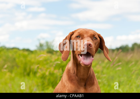 Un primo piano colpo di un cane Vizsla (ungherese puntatore) in un campo. Foto Stock