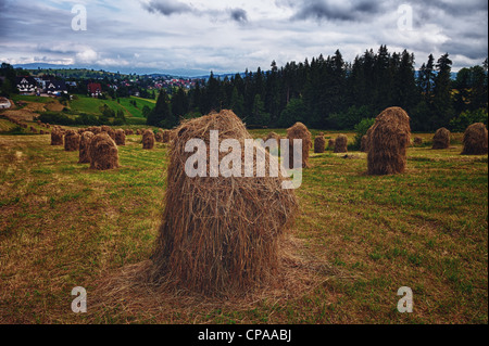 Fieno in pile nei monti Tatra, Polonia Foto Stock