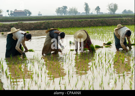 Donne che piantano riso nello Stato di Shan, Myanmar Foto Stock