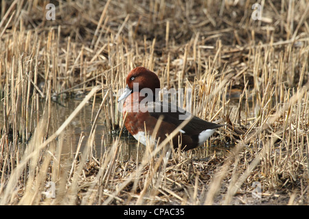 Moretta tabaccata (Aythya nyroca). Aka Pochard ferruginosa. Foto Stock