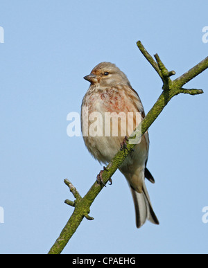 Linnet nella struttura ad albero si appollaia Foto Stock