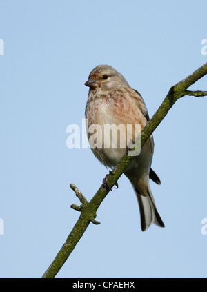 Linnet appollaiate nella struttura ad albero Foto Stock