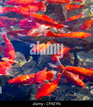 E Koi Carp in Big Spring Park, Huntsville, Alabama Foto Stock