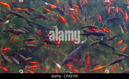 E Koi Carp in Big Spring Park, Huntsville, Alabama Foto Stock