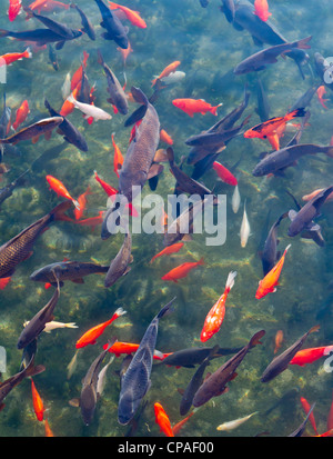 E Koi Carp in Big Spring Park, Huntsville, Alabama Foto Stock