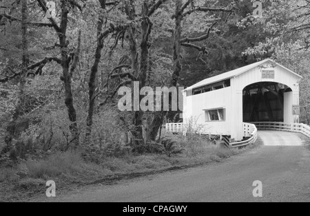 Il gatto selvatico ponte coperto, Lane County, Oregon Foto Stock