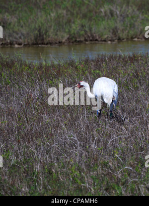 Pertosse, gru Grus americana, adulti mangiare a granchio Aransas N.W.R., Gulf Coast, Texas. Foto Stock