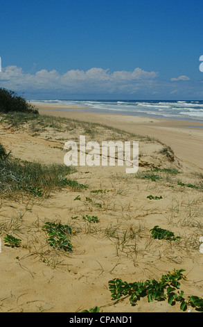 Vista su tutta la spiaggia orientale dell'Isola di Fraser nel Queensland, Australia, dai pinnacoli Foto Stock