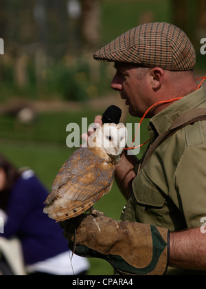 David Buncle di falconeria Westcountry dando un display con un barbagianni, Tyto alba, REGNO UNITO Foto Stock