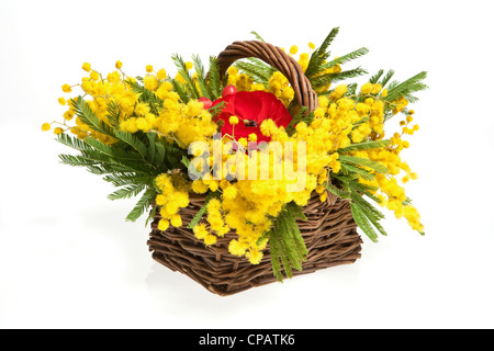 Cesto di mimose su sfondo bianco Foto Stock