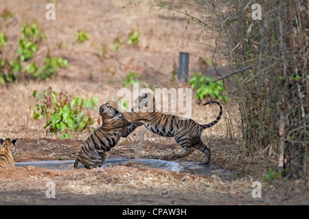 Telia cuccioli di tigre in un scherzosamente lotta a Tadoba Andhari Riserva della Tigre, India. ( Panthera Tigris ) Foto Stock