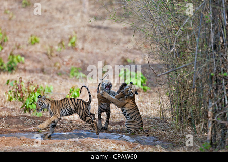 Telia cuccioli di tigre in un scherzosamente lotta a Tadoba Andhari Riserva della Tigre, India. ( Panthera Tigris ) Foto Stock