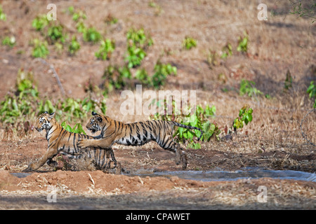 Telia cuccioli di tigre in un scherzosamente lotta a Tadoba Andhari Riserva della Tigre, India. ( Panthera Tigris ) Foto Stock