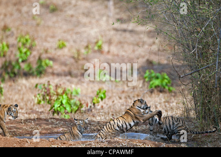 Telia cuccioli di tigre in un scherzosamente lotta a Tadoba Andhari Riserva della Tigre, India. ( Panthera Tigris ) Foto Stock