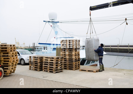 Le cozze sono caricati su un carrello, pesca dei mitili sull'isola di Sylt, Hoernum, Schleswig-Holstein, Germania, Europa Foto Stock