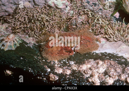 Ampio artigliato granchio porcellana (Porcellana platycheles: Porcellanidae) sulla sponda inferiore REGNO UNITO Foto Stock