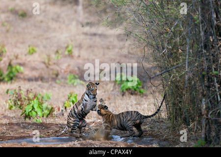 Telia cuccioli di tigre in un scherzosamente lotta a Tadoba Andhari Riserva della Tigre, India. ( Panthera Tigris ) Foto Stock