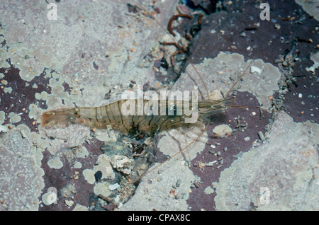 Gamberi comune (Palaemon (= Leander) serratus: Palaemonidae) in un rockpool REGNO UNITO Foto Stock