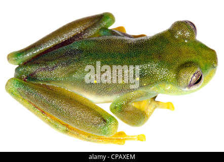 Emerald Glassfrog (Espadarana prosoblepon) da Western Ecuador Foto Stock