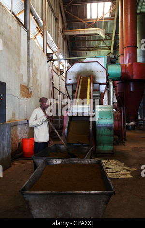 Il tè viene eseguito su un nastro trasportatore durante la produzione presso la Gisakura fabbrica del tè in Ruanda. Foto Stock