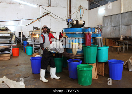 Produzione di tè al tè Gisakura fabbrica in Ruanda. Foto Stock