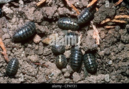 Pillola woodlouse (Armadillidium vulgare), alcuni di loro arrotolato in una sfera protettiva REGNO UNITO Foto Stock