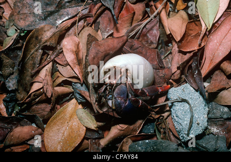 Soldier crab (variabilis clypeatus: Coenobitidae) Cuba. Terra granchio eremita Foto Stock