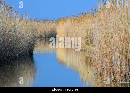 Canna di palude (Phragmites australis / Phragmites communis) reedbed in zona umida, Germania Foto Stock