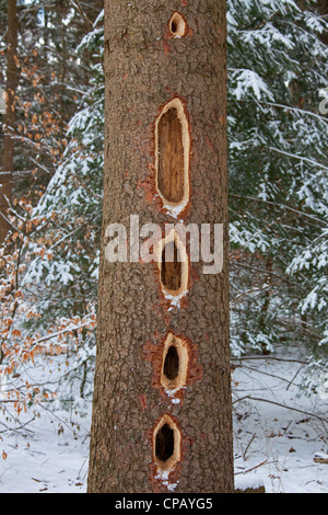 Picchio nero (Dryocopus martius) tagliò fuori fila di fori di grandi dimensioni con becco in pino tronco di albero nella foresta di conifere, Germania Foto Stock