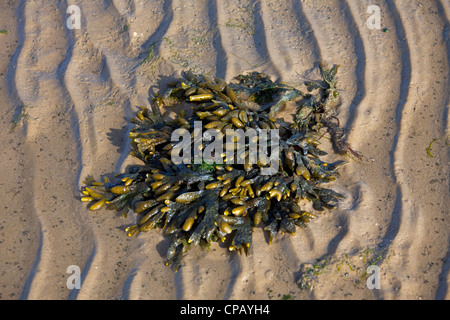 La vescica wrack / Fucus (Fucus vesiculosus) lavato sulla spiaggia con la bassa marea, il Wadden Sea National Park, Germania Foto Stock