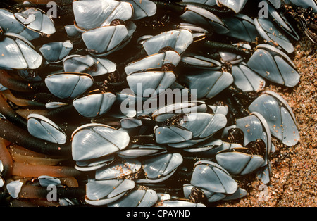 Goose cirripedi (Lepas anserifera) lavato fino a un pezzo di driftwood REGNO UNITO Foto Stock