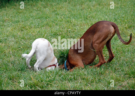 Due cani scavare in un foro Foto Stock