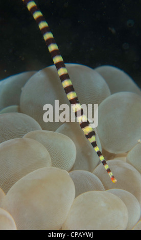 Pipefish sulla bolla coral in stretto di Lembeh dell Indonesia Foto Stock