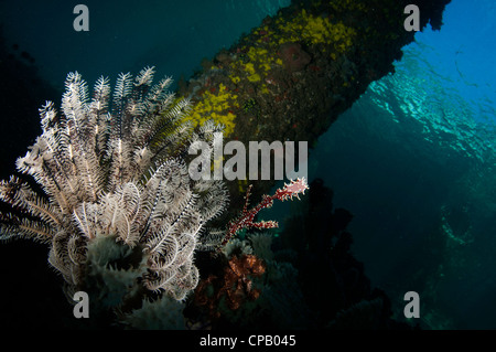 Ornati pipefish fantasma (Solenostomus paradoxus) su un crinoide accanto al molo in stretto di Lembeh dell Indonesia Foto Stock