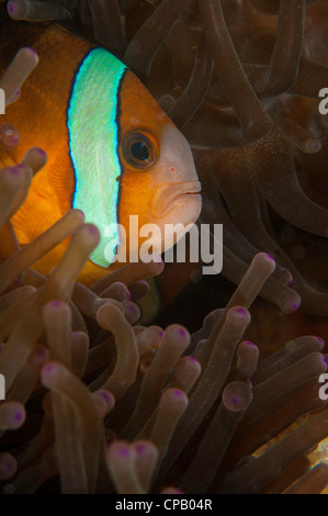 Clark (anemonefish Amphiprion clarkii) sul Critter divesite suoneria in stretto di Lembeh dell Indonesia Foto Stock