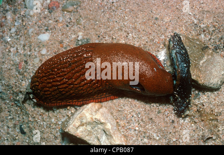 Red slug (Arion ater rufus: Arionidae) alimentazione su un nero morti slug REGNO UNITO Foto Stock