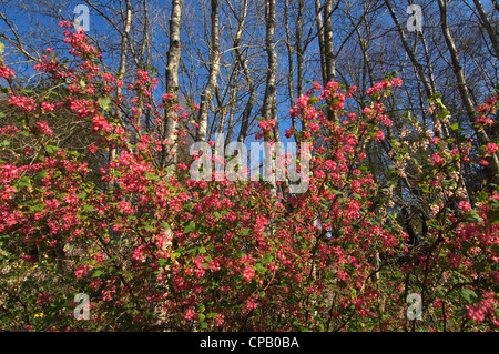 Deep pink ribes fioritura delle boccole con uno sfondo di alberi e cielo blu. Foto Stock