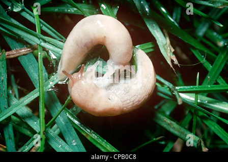 Slug reticolare (Deroceras reticulatum: Agriolimacidae) in testa-coda volteggiare corteggiamento con loro dart-sac gonfiato UK. Foto Stock