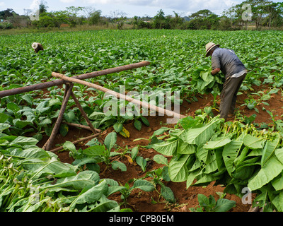 Due farmhands raccolto di foglie di tabacco in campi verdi di Cuba occidentale vicino alla cittadina di Viñales in Pinar del Rio provincia. Foto Stock
