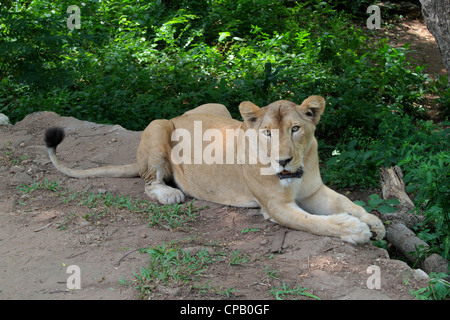 Leonessa indiano (Panthera leo persica) Foto Stock