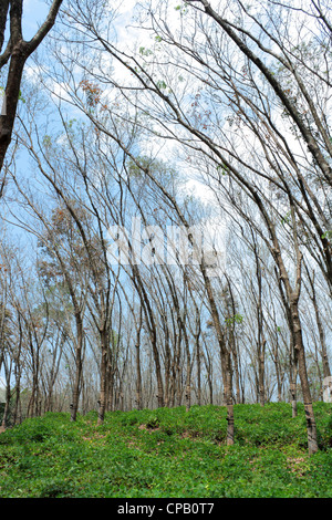 La piantagione di gomma, Kerala, India Foto Stock