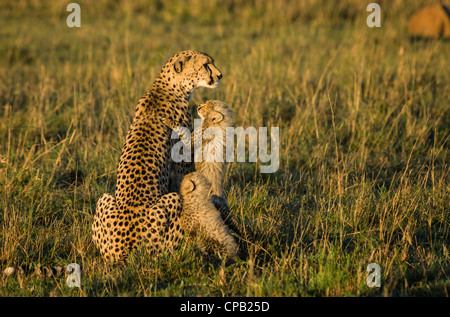 Cheetah con cuccioli arrampicata su di lei nei primi giorni di sole al mattino Foto Stock