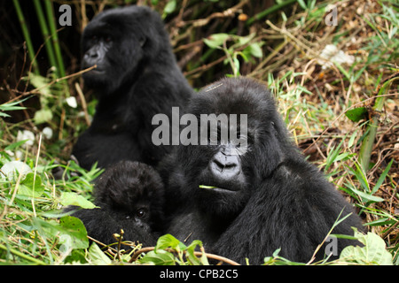 Famiglia di gorilla di montagna (Gorilla beringei beringei) nel Parco Nazionale dei Vulcani, Ruanda. Foto Stock