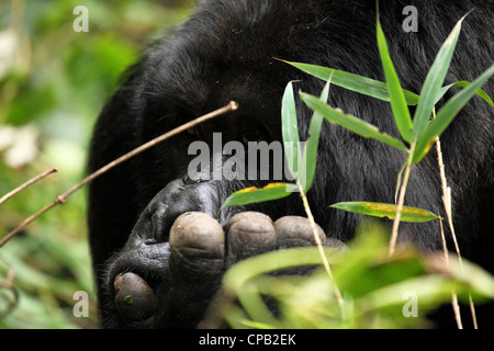 Guhonda, silverback gorilla di montagna (Gorilla beringei beringei), il Parco Nazionale dei Vulcani, Ruanda. Foto Stock