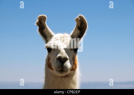 Close-up verticale femmina llama Cile Foto Stock