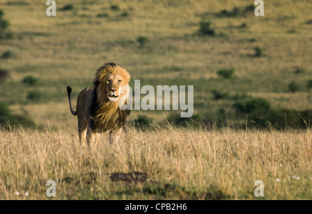 Nero-maned lion camminando verso la telecamera tramite l'erba Foto Stock