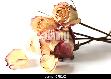 Mazzo di rose a secco contro uno sfondo bianco Foto Stock