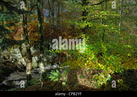 Alberi in autunno colori linea le sponde rocciose del Fiume Dochart, Killin, Perthshire, Scotland, Regno Unito. Foto Stock